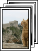 [cats-of-croatia]