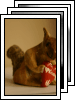 [02-squirrel]