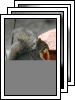 [03-squirrel-with-pizza]
