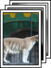 [09-king-richards-faire]