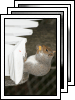 [10-squirrel]