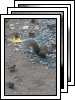 [11-garden-birds]