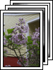 [05-landscaping]