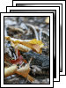 [09-crawford-notch-camping]