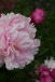 [05-spring-in-garden]