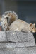 [Animals]
