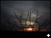 [eviltree.1a]