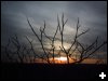 [eviltree.1b]