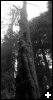 [tree2]